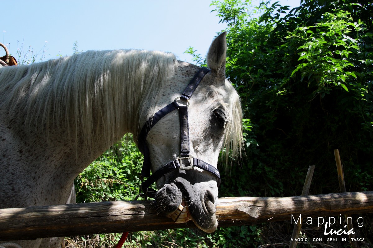 Riposo dei cavalli dell'Unità d'Italia PhotoCredit Emanuela Gizzi Mapping Lucia (3)