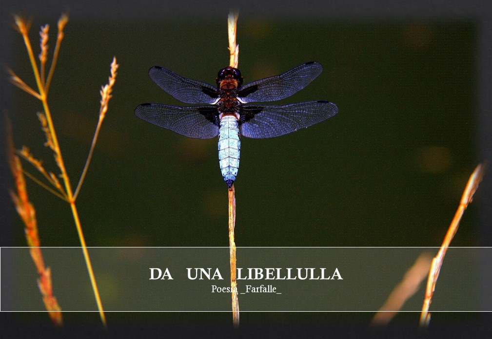 Da una libellula Farfalle Pht Emanuela Gizzi Mapping Lucia