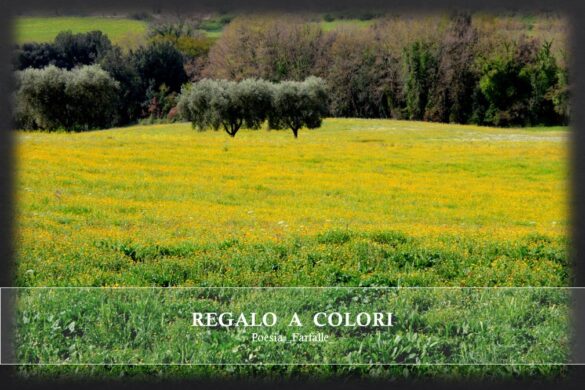 Regalo a colori Farfalle Pht Emanuela Gizzi Mapping Lucia