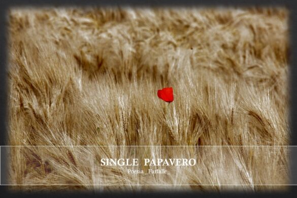 Single Papavero Farfalle Pht Emanuela Gizzi Mapping Lucia