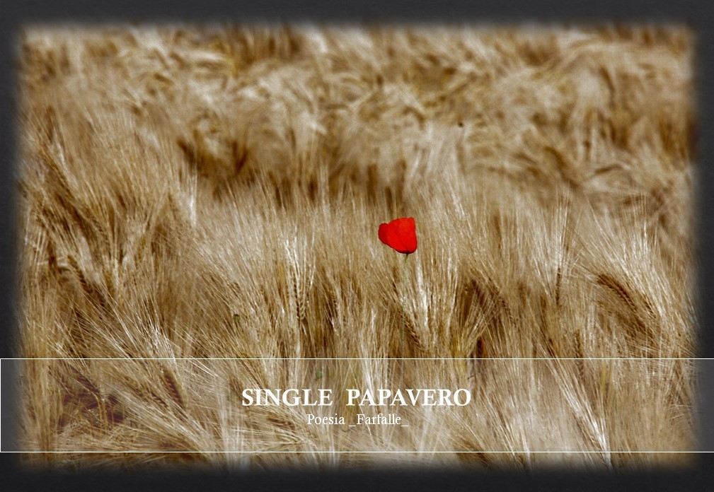 Single Papavero Farfalle Pht Emanuela Gizzi Mapping Lucia