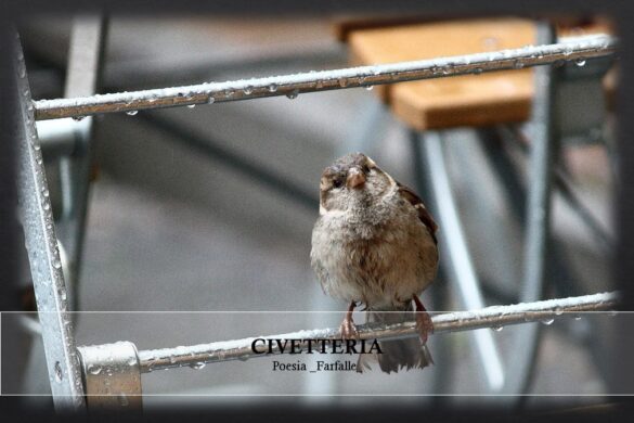 Civetteria Farfalle Pht Emanuela Gizzi Mapping Lucia