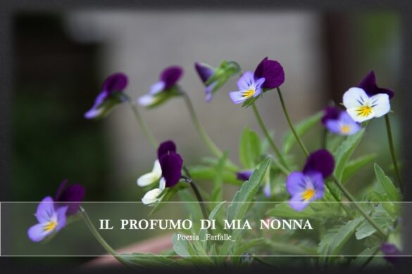 Il profumo di mia nonna Farfalle Pht Emanuela Gizzi Mapping Lucia