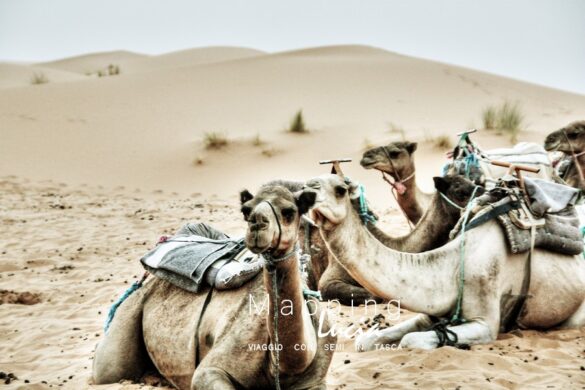 I cammelli prima di partire Pht Emanuela Gizzi Mapping Lucia