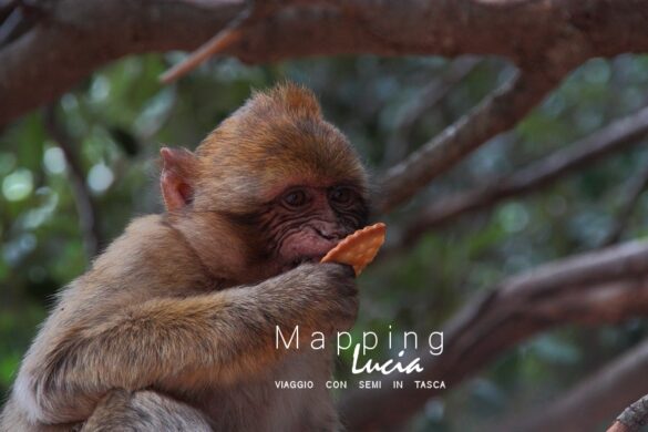 Foresta dei Cedri Scimmie 1 Pht Emanuela Gizzi Mapping Lucia