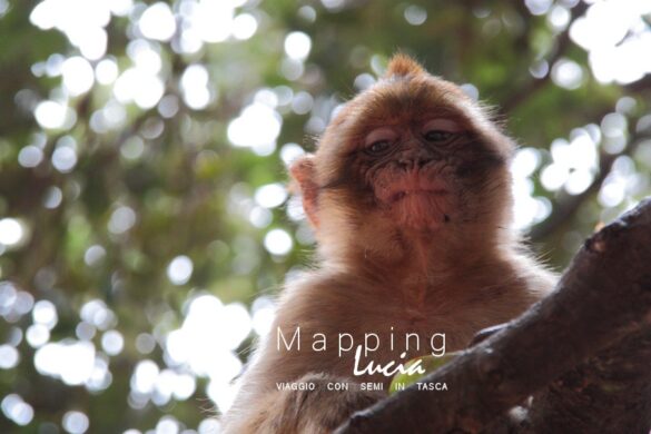 Foresta dei Cedri Scimmie 5 Pht Emanuela Gizzi Mapping Lucia