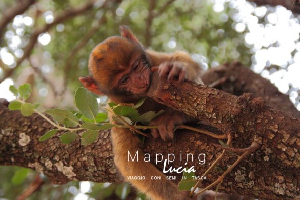 Foresta dei Cedri Scimmie 8 Pht Emanuela Gizzi Mapping Lucia