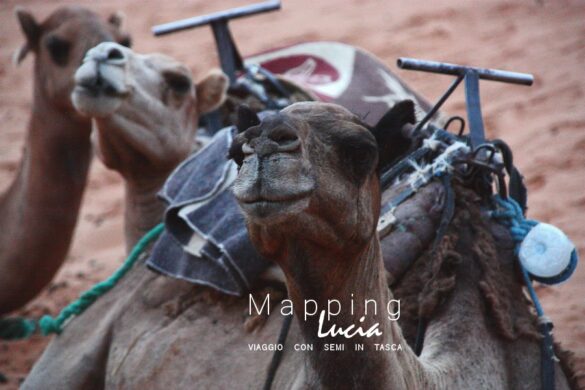 Il cammello che mi ha portata nel Deserto Pht Emanuela Gizzi Mapping Lucia