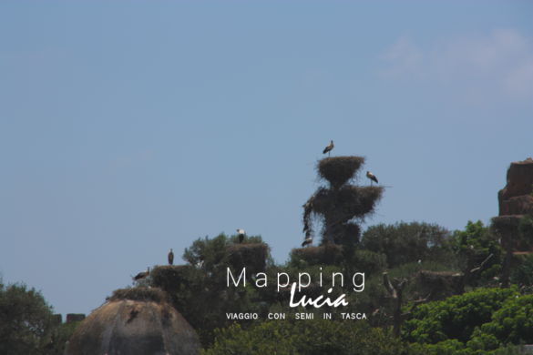 Chellah nidi di cicogne Pht Emanuela Gizzi Mapping Lucia (12)