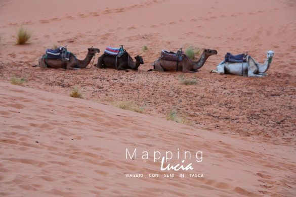 I cammelli stanchi nel Deserto Pht Emanuela Gizzi Mapping Lucia