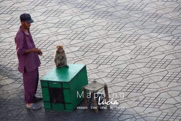 La scimmia incatenata a Marrakech Pht Emanuela Gizzi Mapping Lucia