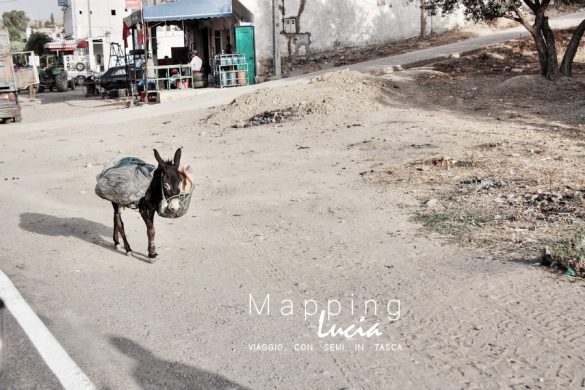 L'asino più piccolo del peso che porta sulle strade del Marocco Pht Emanuela Gizzi Mapping Lucia