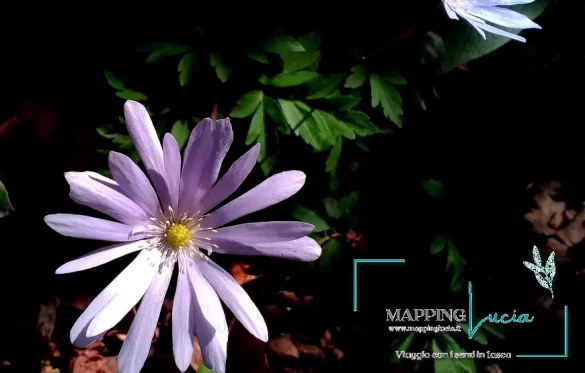 fiore-di-bosco-pht-emanuela-gizzi-mapping-lucia (4)