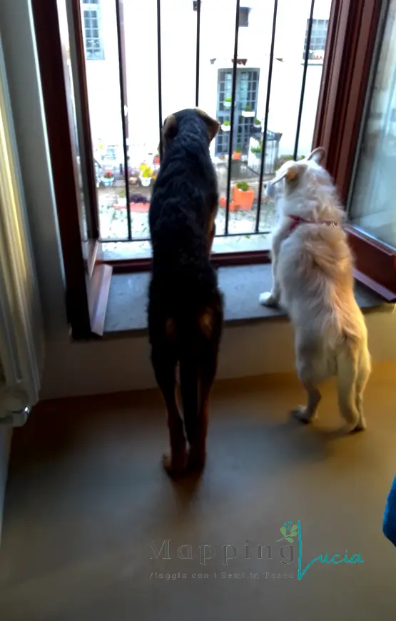 due-cani-affacciati-alla-finestra-di-una-casa