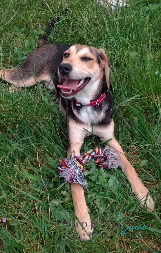 un-cane-sull-erba-con-un-giochino-tra-le-zampe-anteriori-sorride