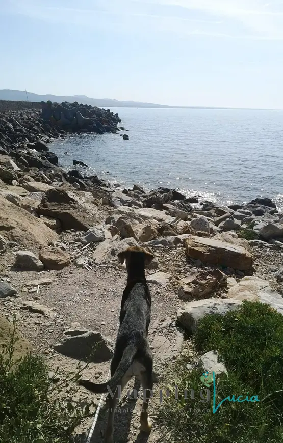 un-cane-che-guarda-il-mare-da-una-spiaggia-di-sassi