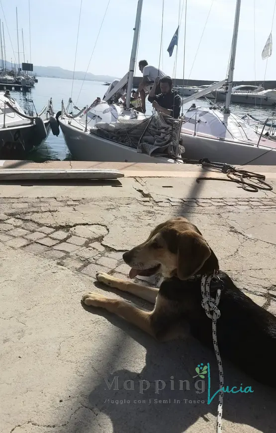un-cane-seduto-davanti-alle-barche-al-lago