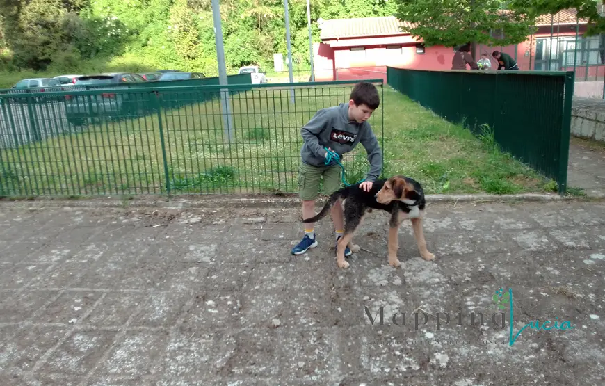 un bambino accarezza un cane, davanti a un piccolo giardino recintato
