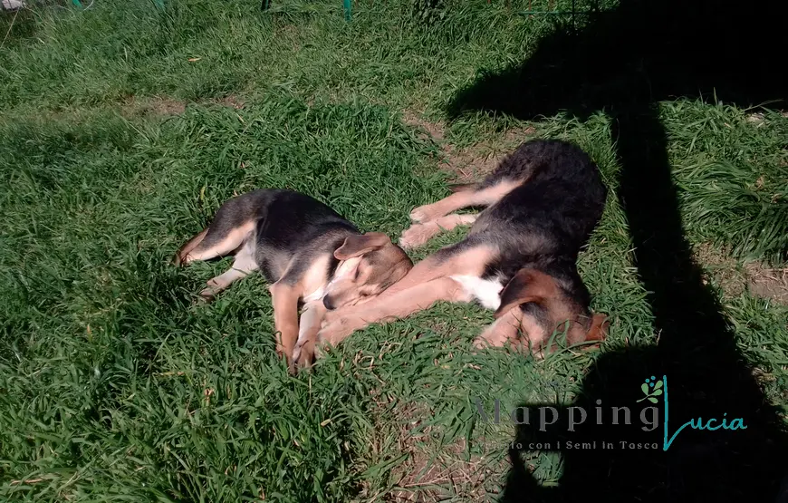 due-cani-che-dormono-insieme-sull'erba