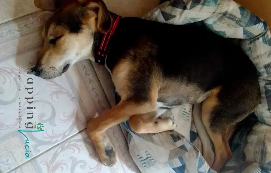 un-cane-che-mentre-dorme-esce-con-la-testa-fuori-dalla-cuccia