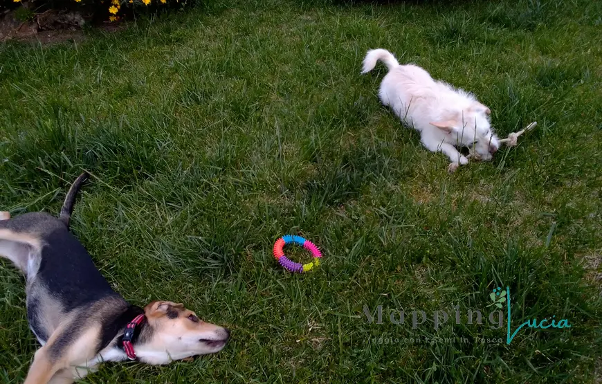 due-cani-distesi-sull-erba-mentre-giocano